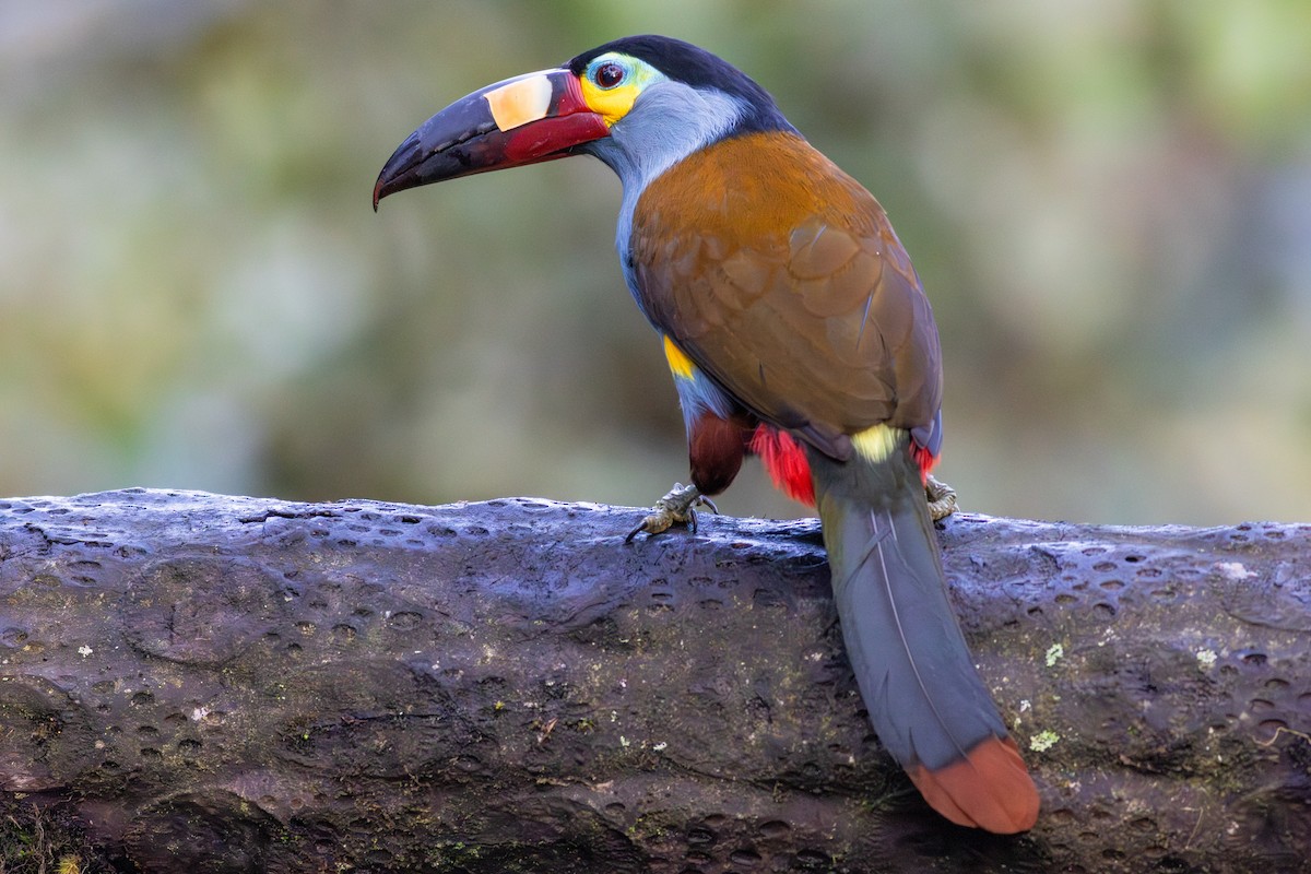 Plate-billed Mountain-Toucan - ML652380631