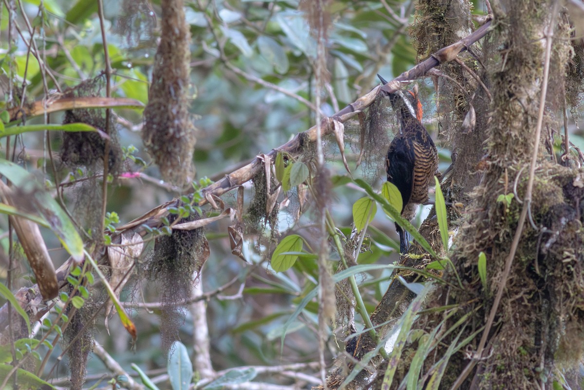 Powerful Woodpecker - ML652380644