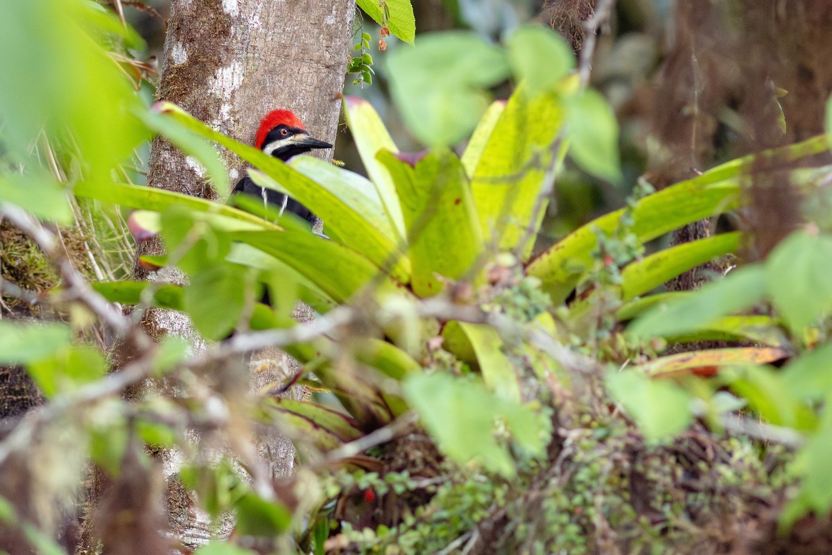 Powerful Woodpecker - ML652380645
