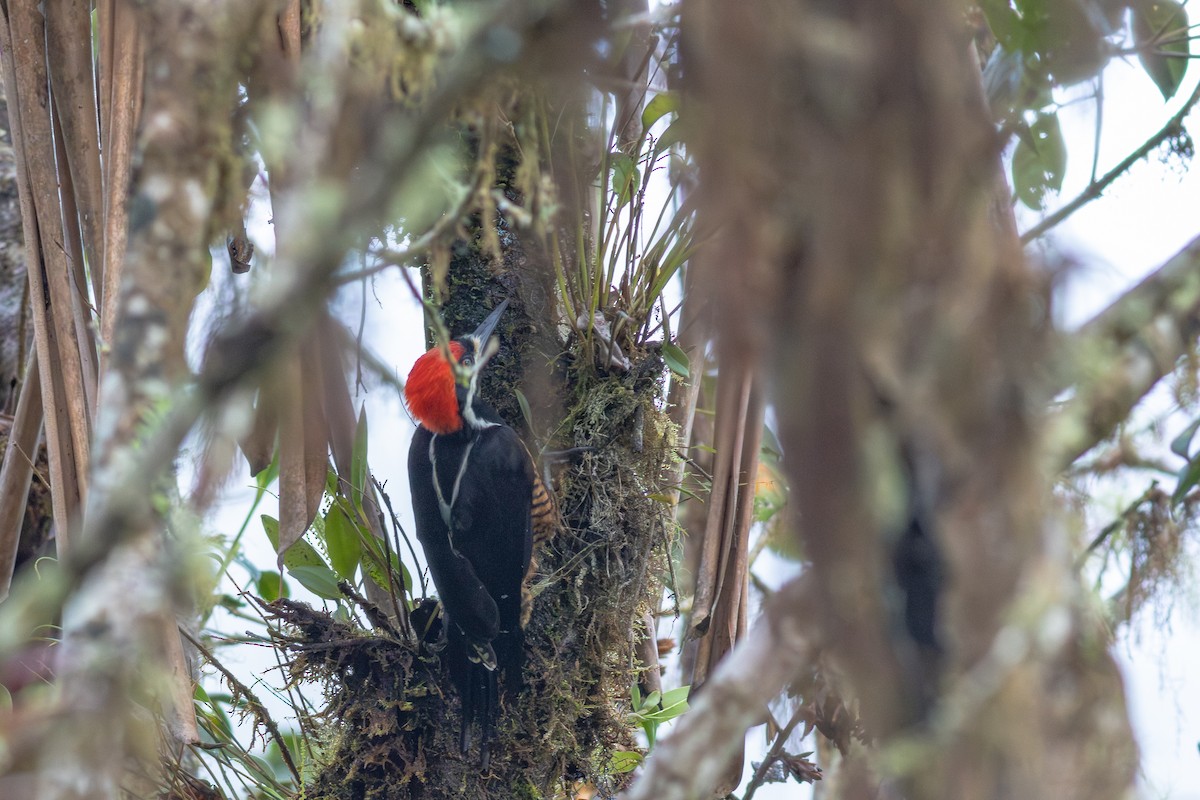 Powerful Woodpecker - ML652380646