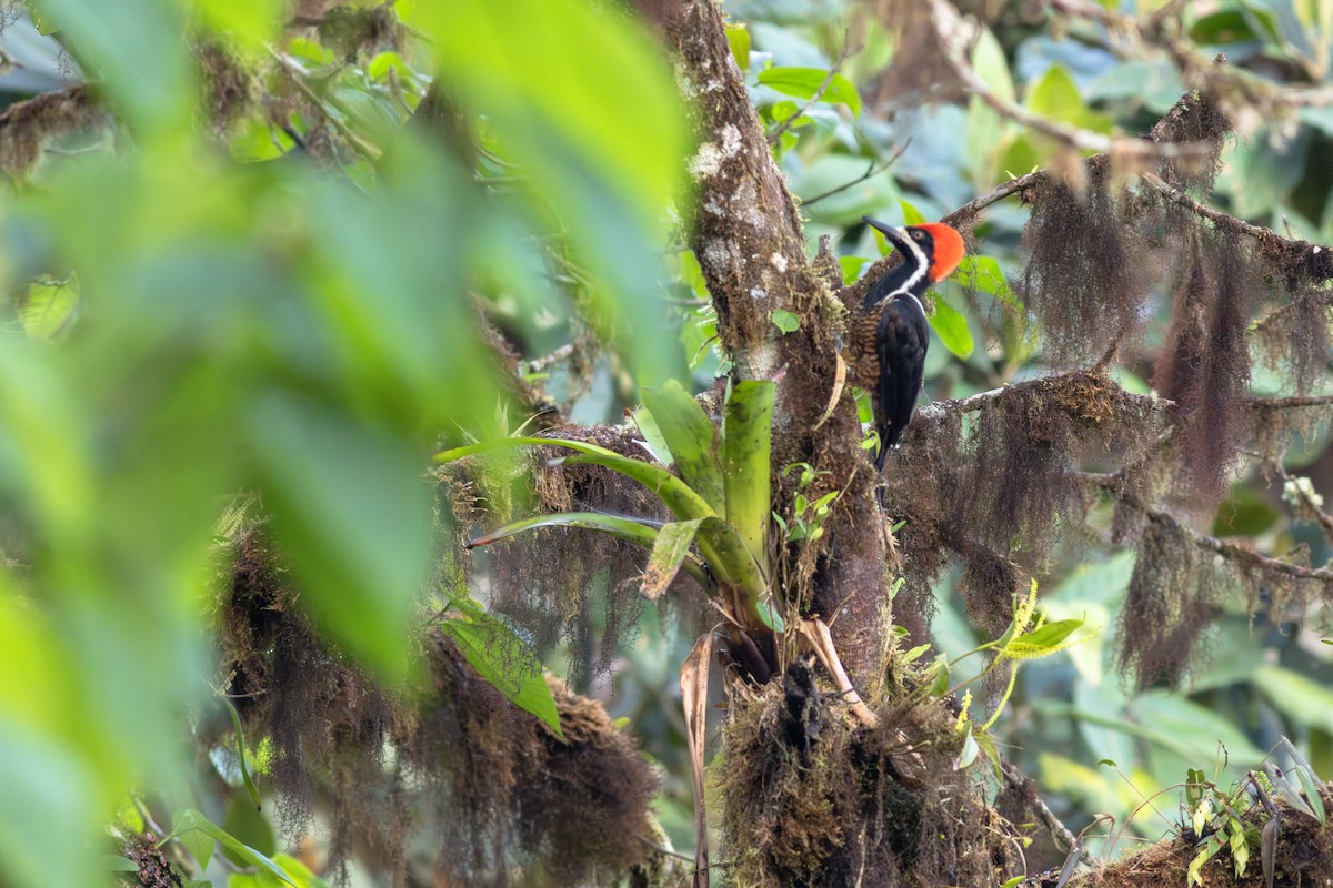 Powerful Woodpecker - ML652380647