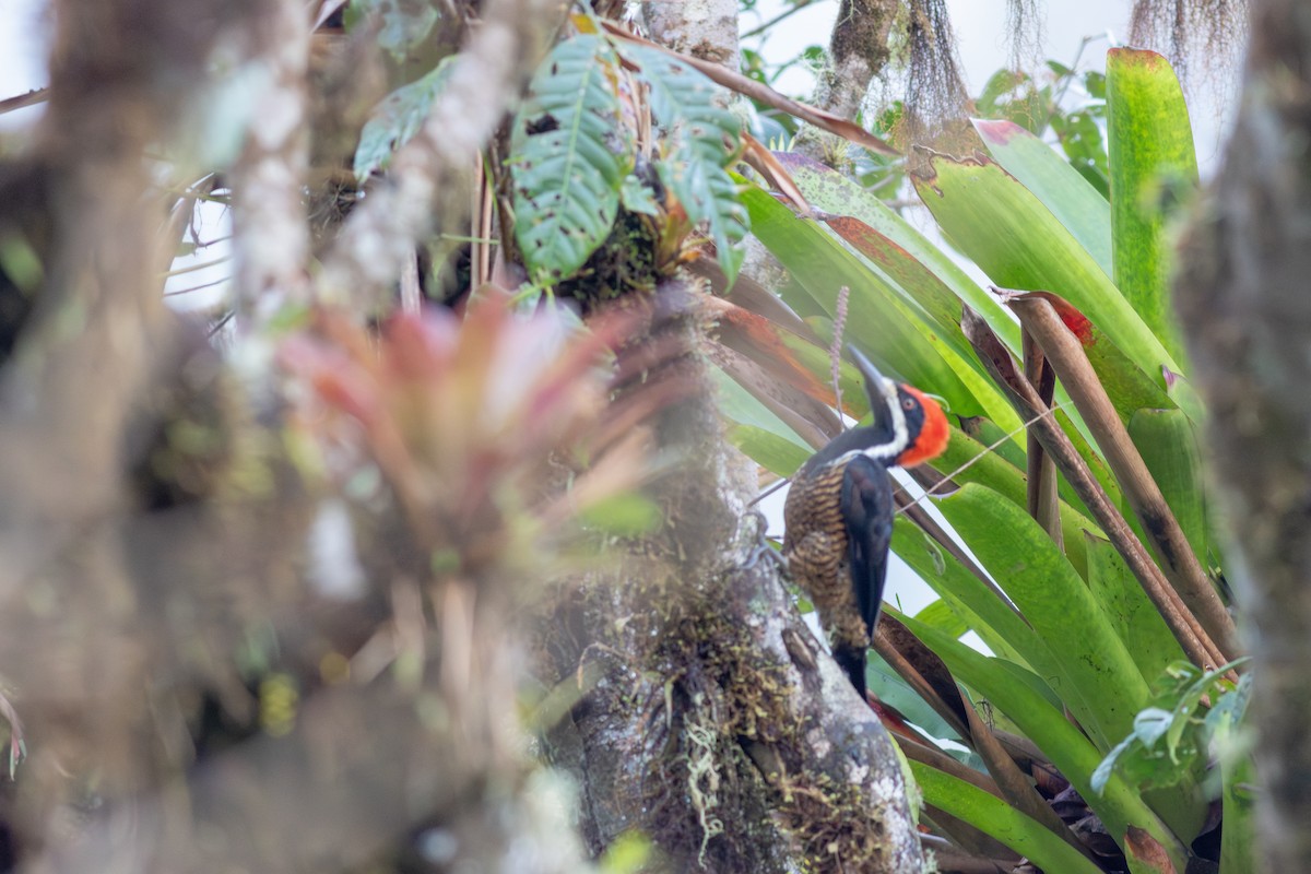 Powerful Woodpecker - ML652380648