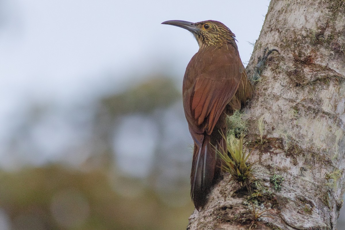 Strong-billed Woodcreeper - ML652380658