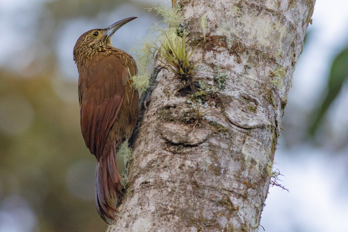 Strong-billed Woodcreeper - ML652380659
