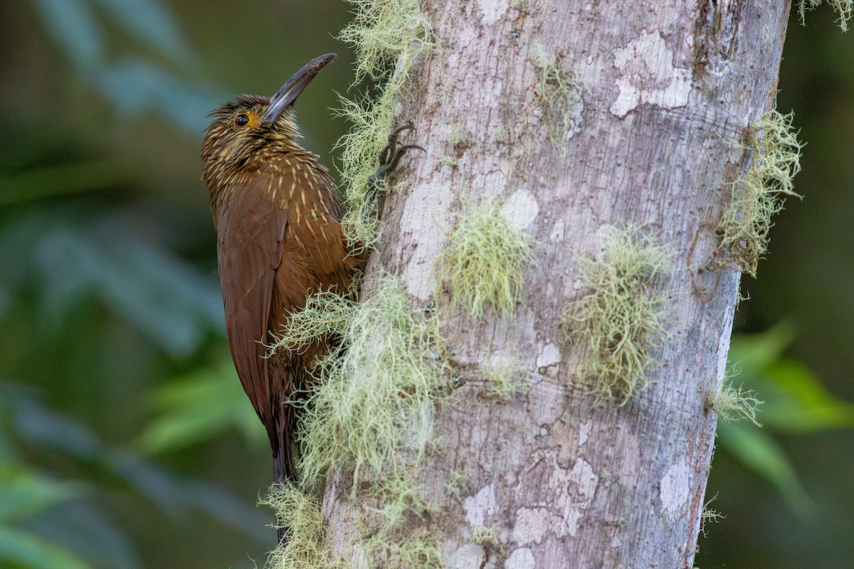 Strong-billed Woodcreeper - ML652380660