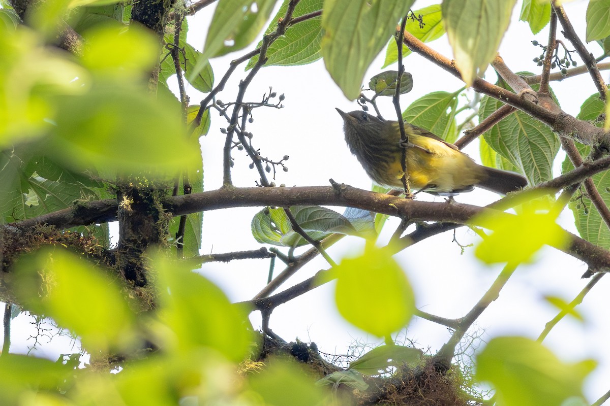 Streak-necked Flycatcher - ML652380663