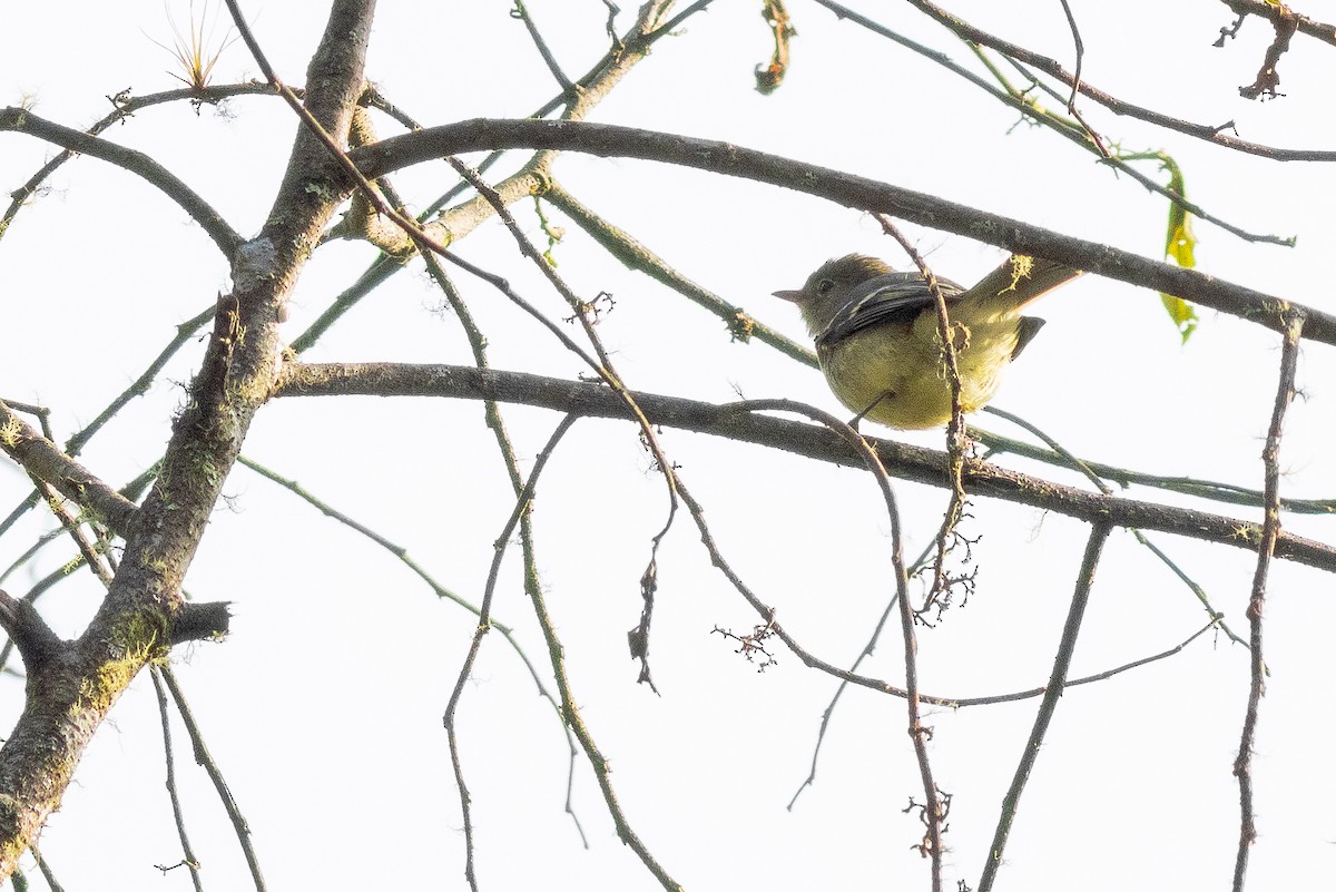 Sierran Elaenia - ML652380667