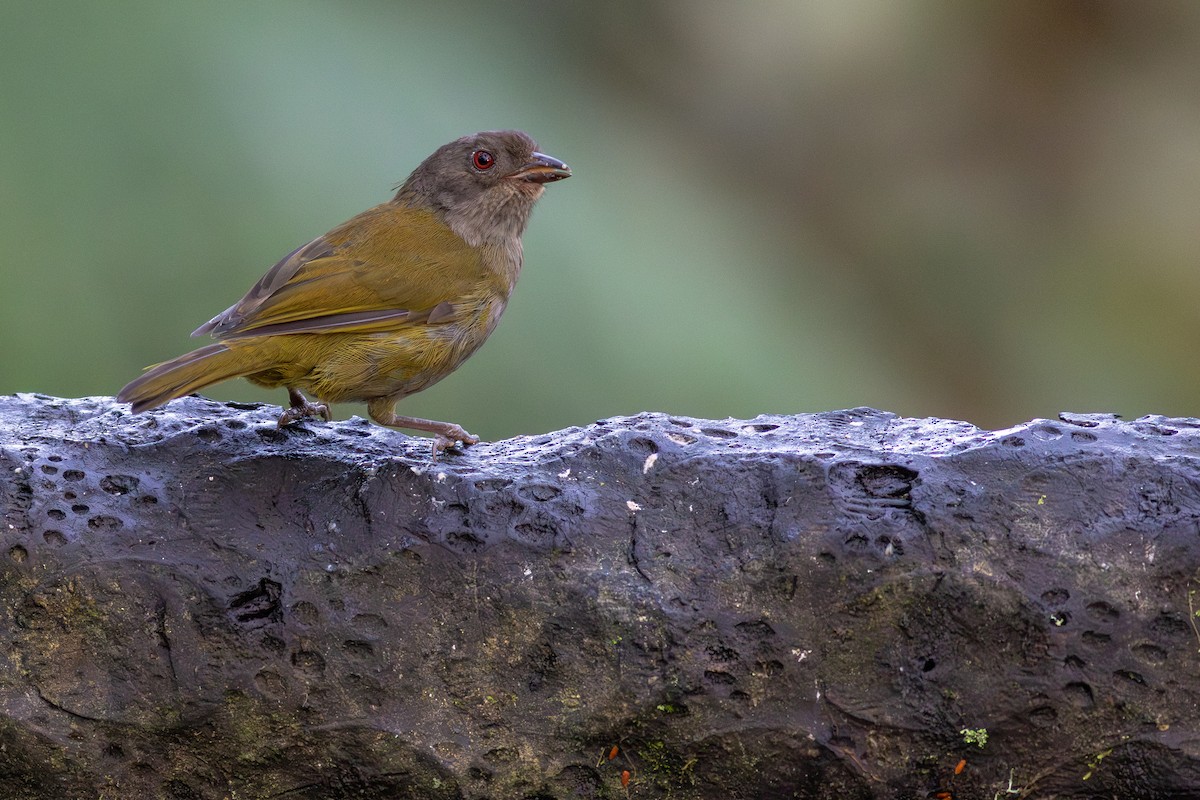 Dusky Chlorospingus - ML652380702