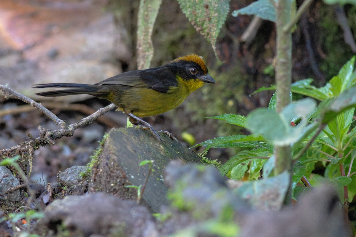 Choco Brushfinch - ML652380704