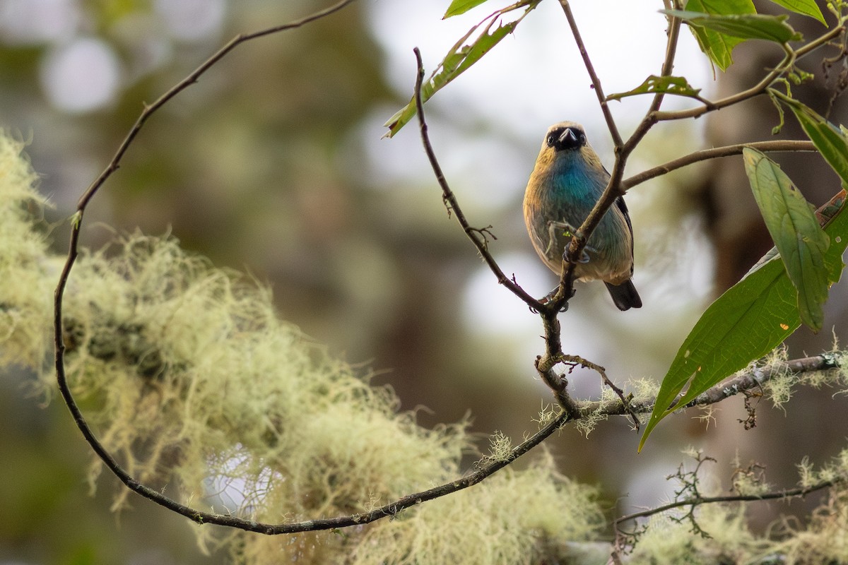Metallic-green Tanager - ML652380725