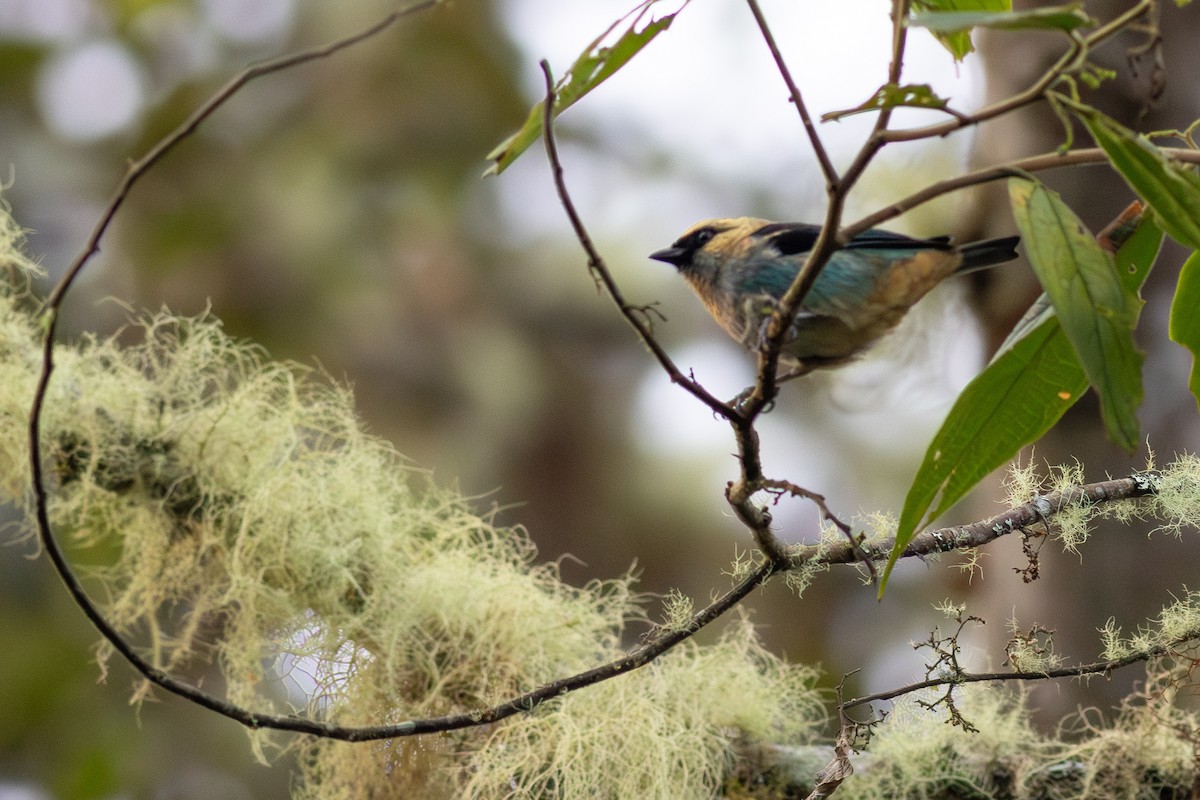Metallic-green Tanager - ML652380726