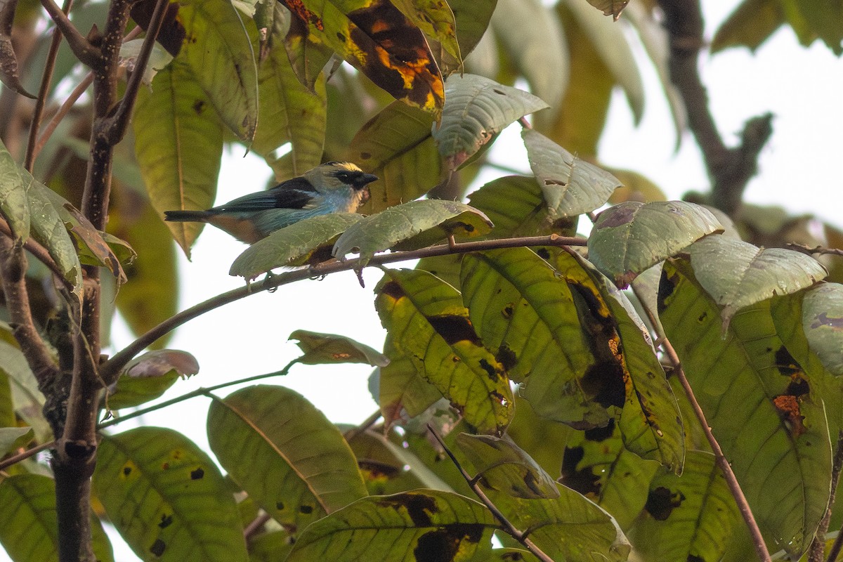 Metallic-green Tanager - ML652380727