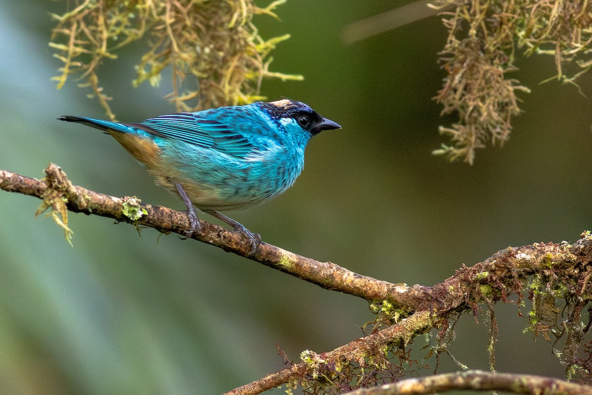 Golden-naped Tanager - ML652380737