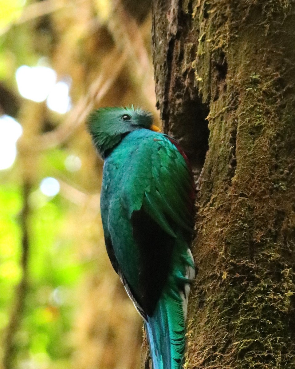 Квезал довгохвостий (підвид costaricensis) - ML652380752