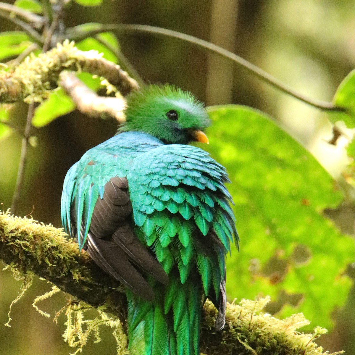 Квезал довгохвостий (підвид costaricensis) - ML652380753