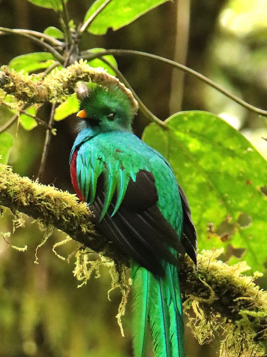 Квезал довгохвостий (підвид costaricensis) - ML652380754