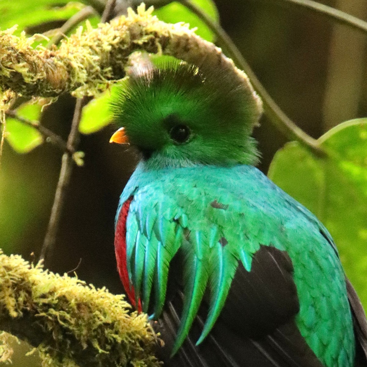 Квезал довгохвостий (підвид costaricensis) - ML652380755