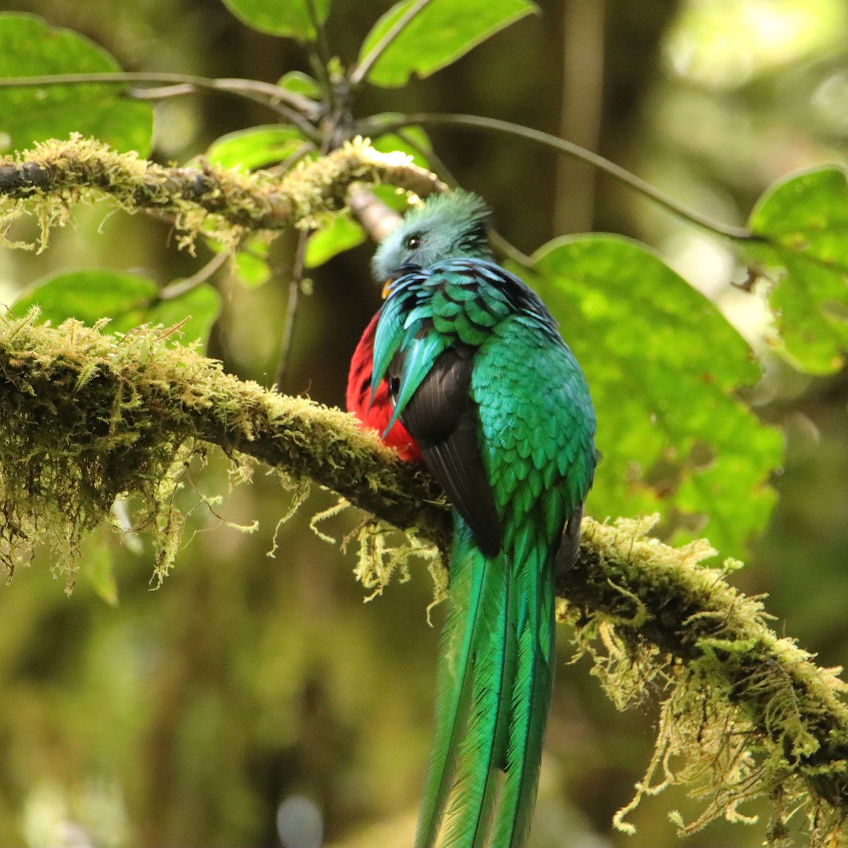 Квезал довгохвостий (підвид costaricensis) - ML652380756