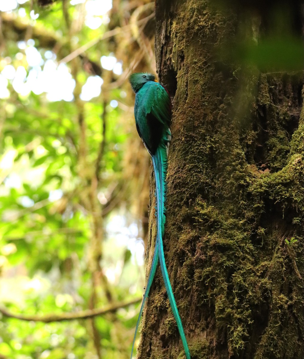 Квезал довгохвостий (підвид costaricensis) - ML652380757