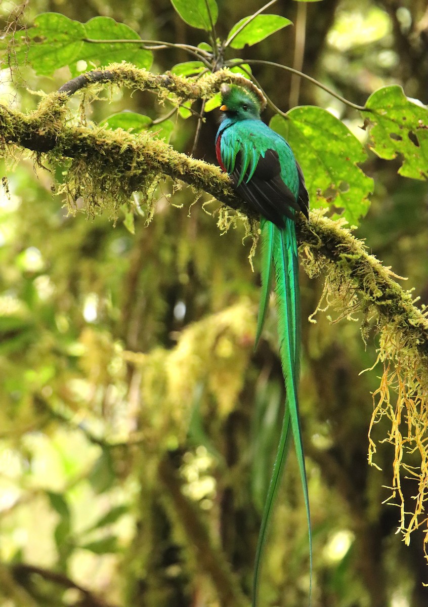 Квезал довгохвостий (підвид costaricensis) - ML652380758