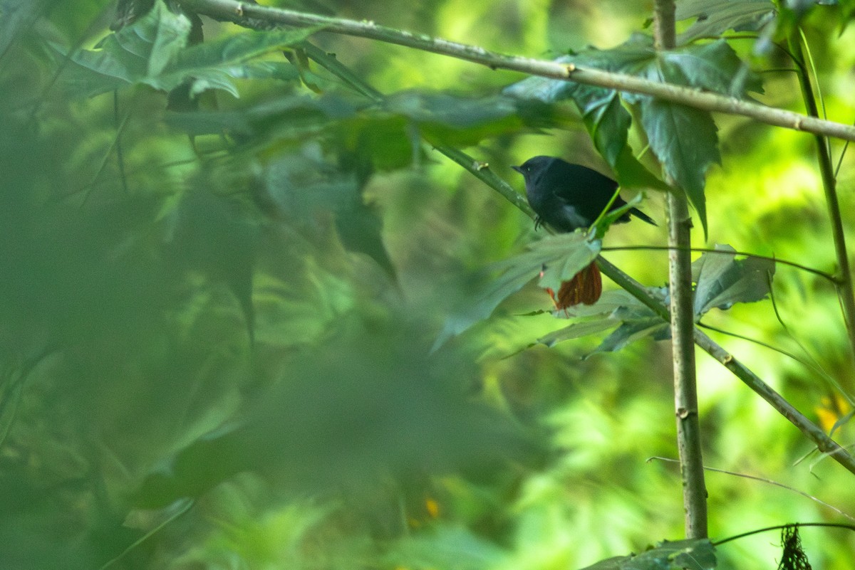 White-sided Flowerpiercer - ML652380768