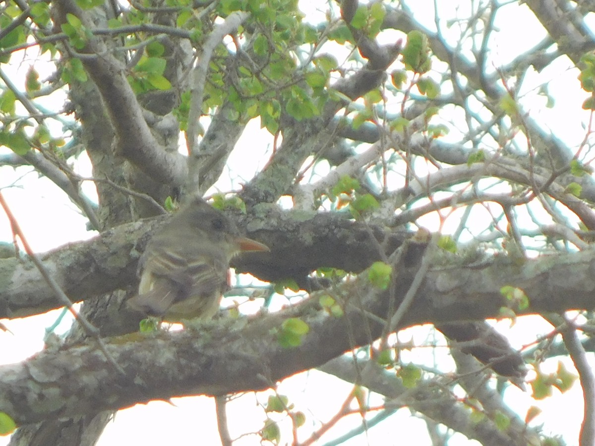 Greater Pewee - ML652380846