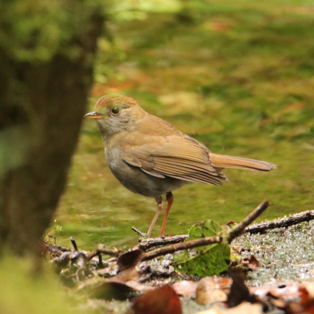 Дрізд-короткодзьоб гірський - ML652380847