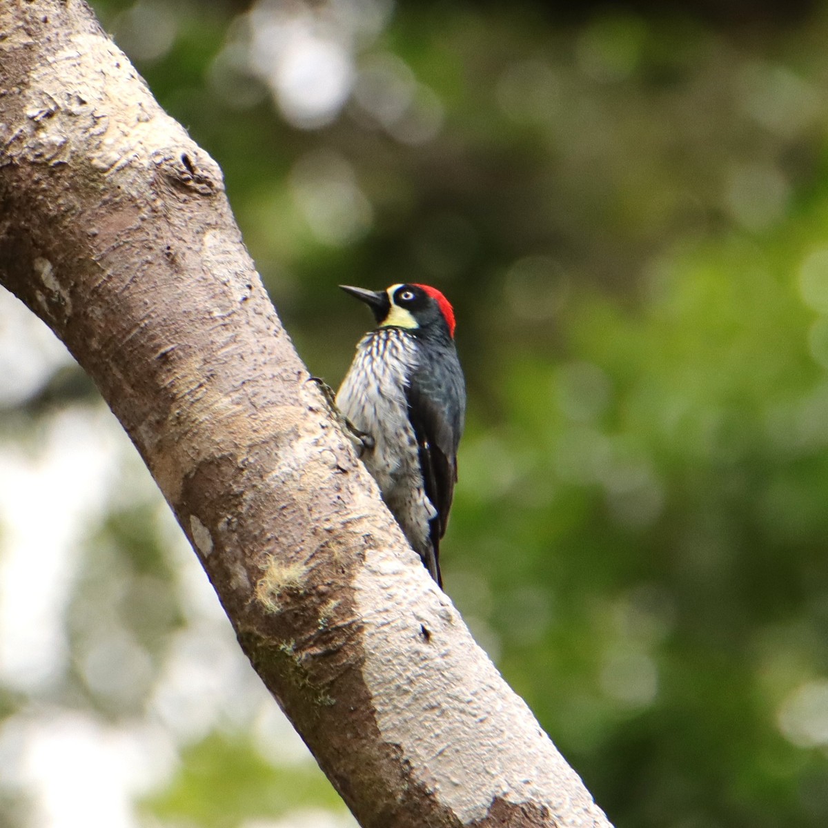 Гіла чорновола - ML652380891