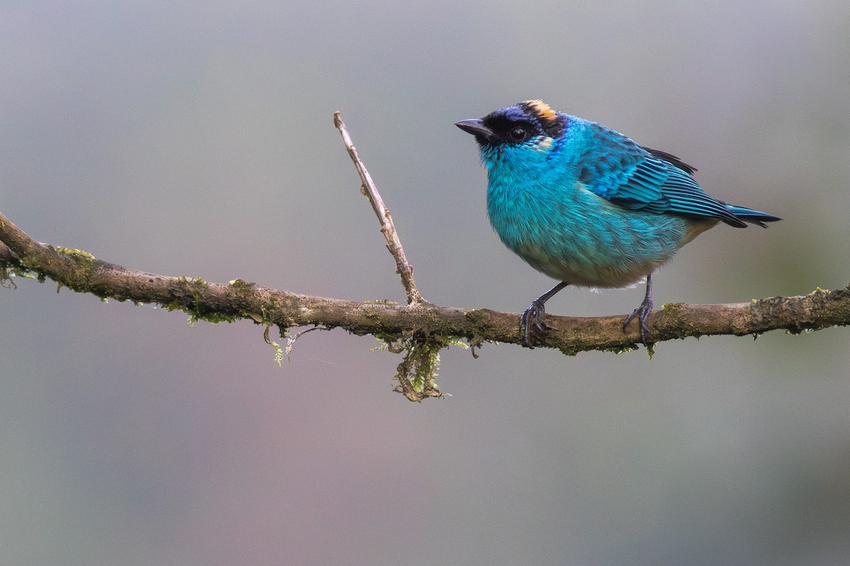 Golden-naped Tanager - ML652380901