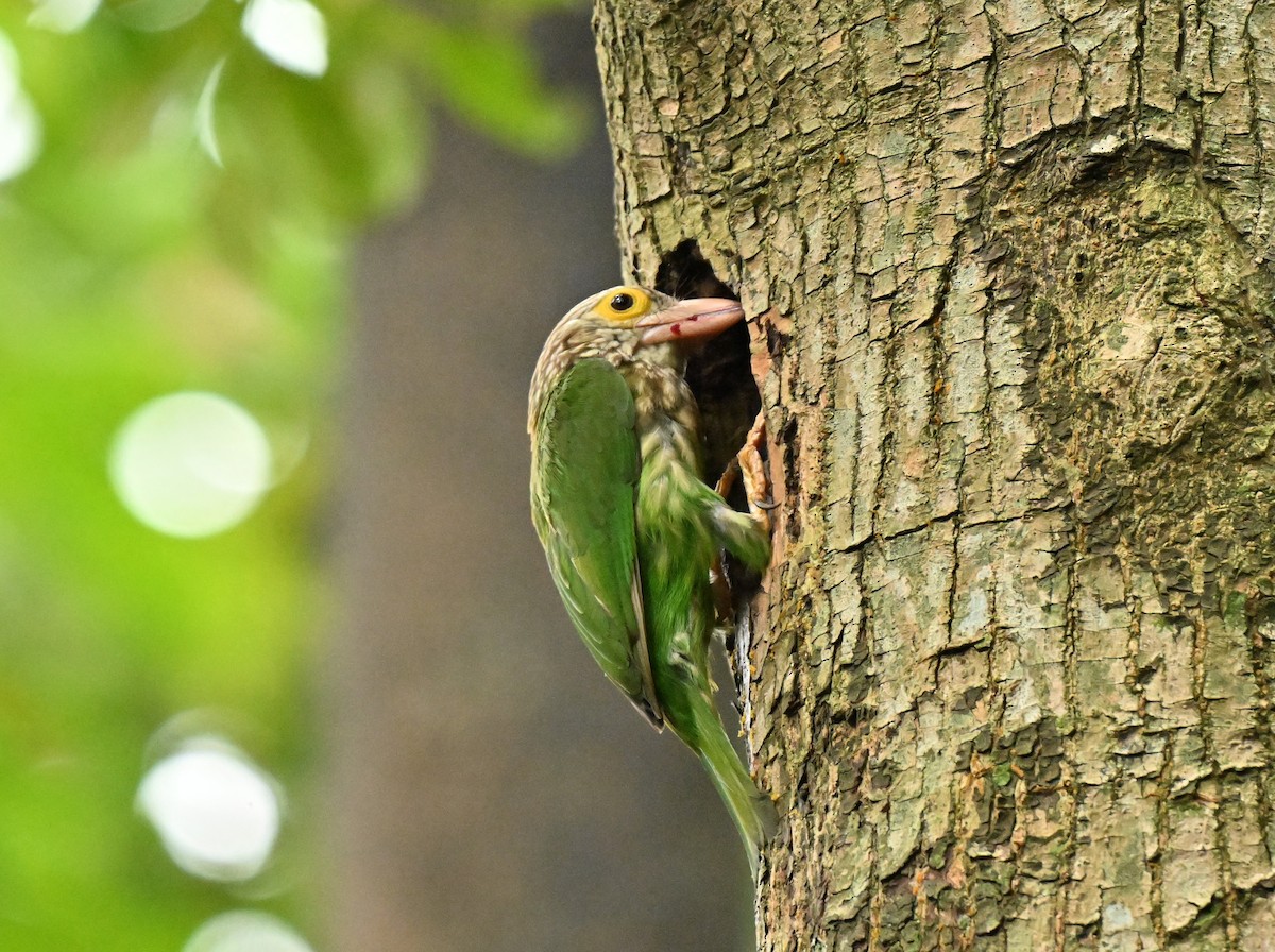 stripeskjeggfugl - ML652380927