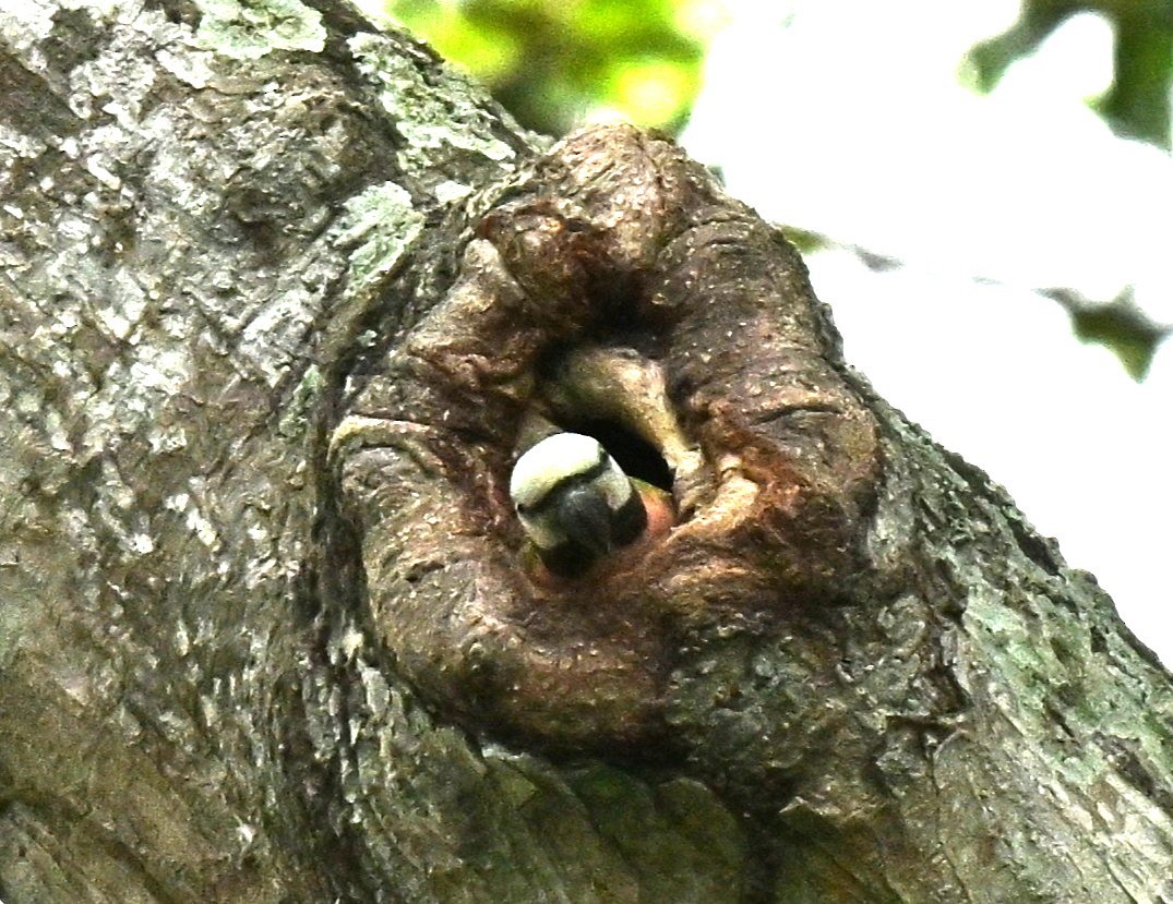 skjeggparakitt - ML652380944