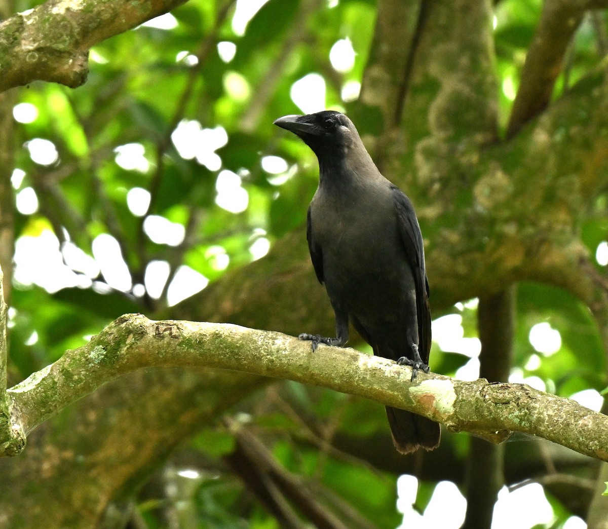 huskråke - ML652380959