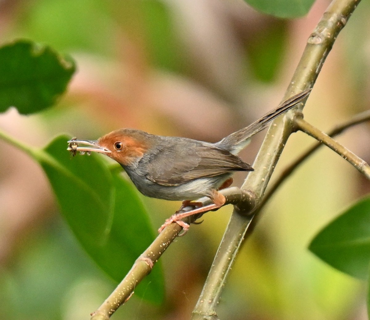 askeskredderfugl - ML652380983