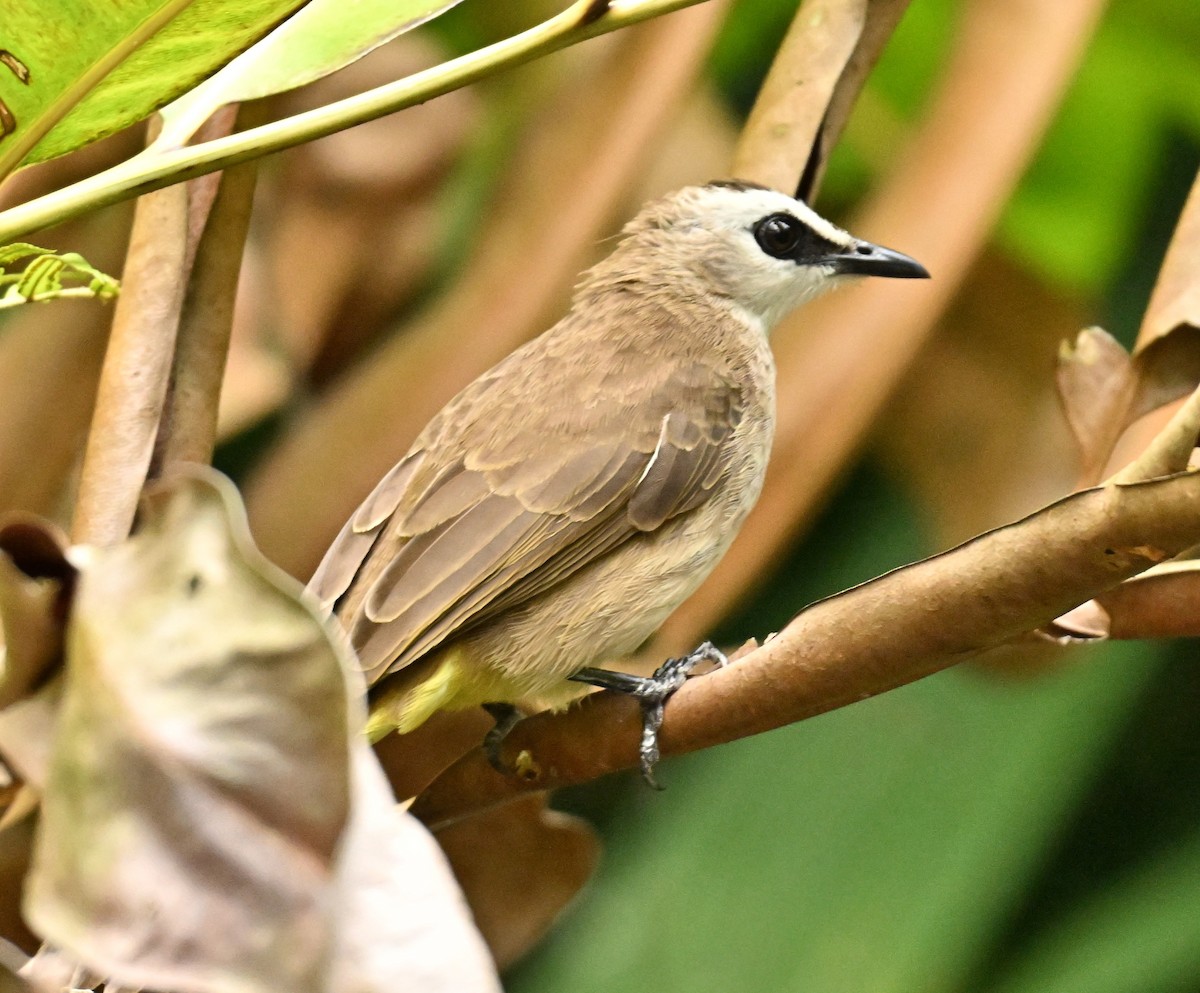 Yellow-vented Bulbul - ML652381012