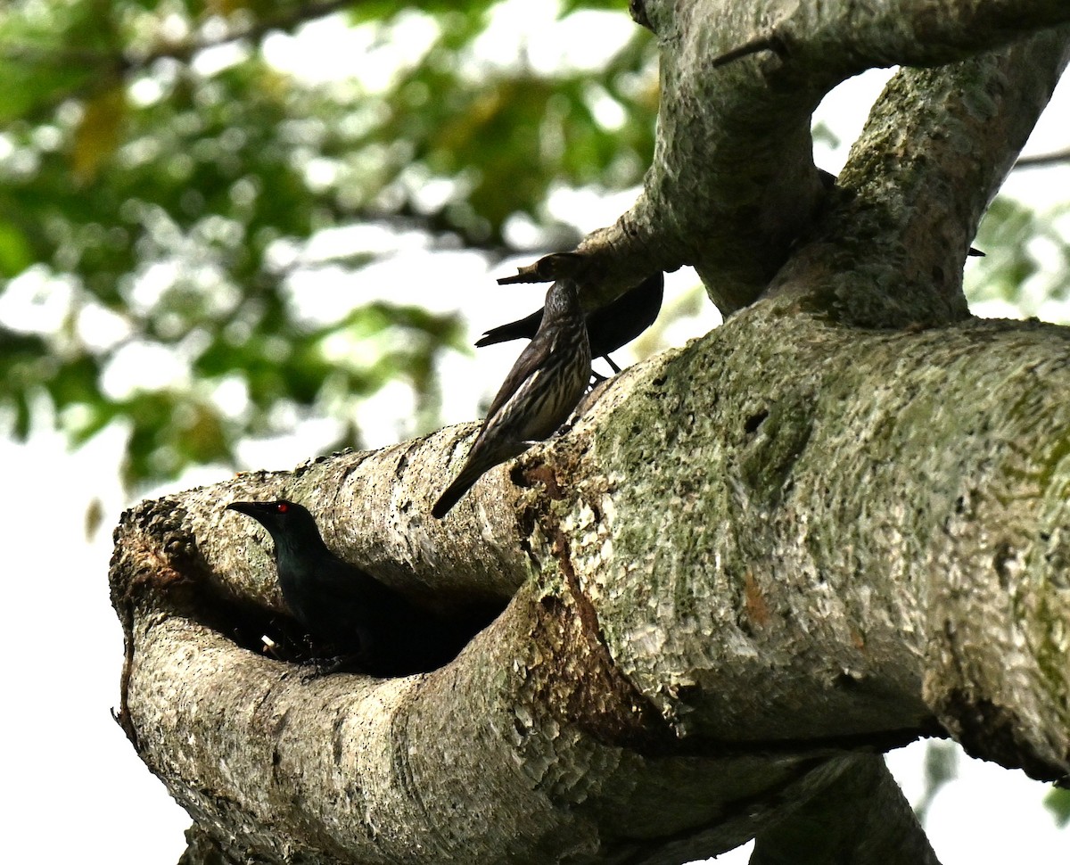 Asian Glossy Starling - ML652381021