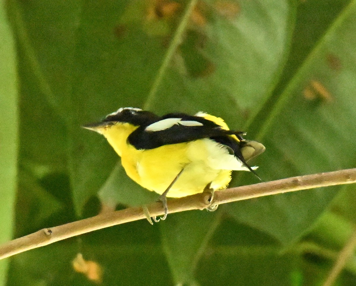 Yellow-rumped Flycatcher - ML652381031