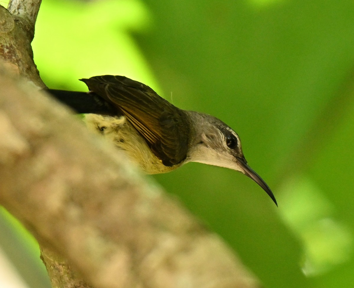 Copper-throated Sunbird - ML652381037