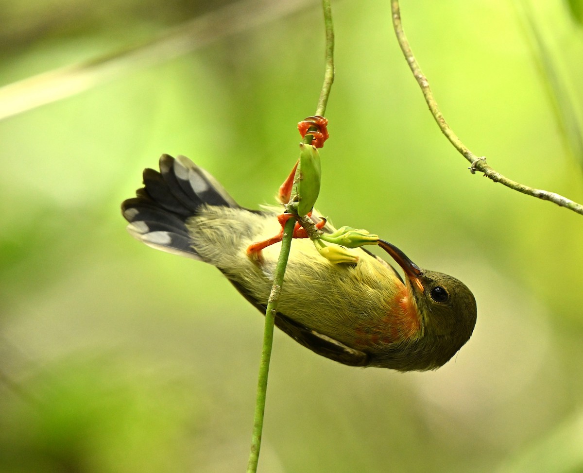 Crimson Sunbird - ML652381047