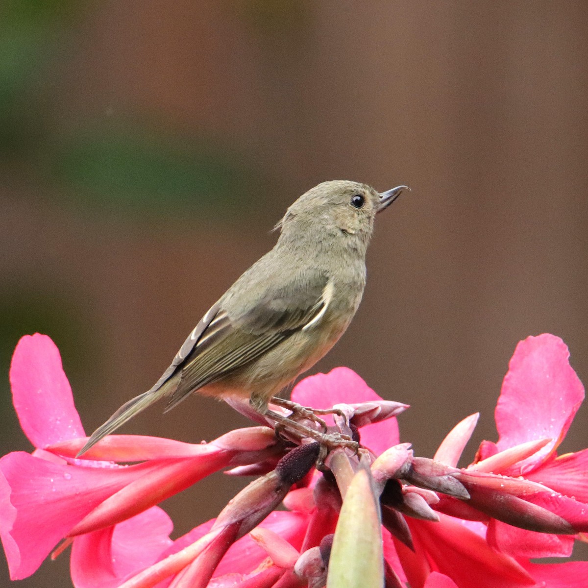 Квіткокол попелястий - ML652381085