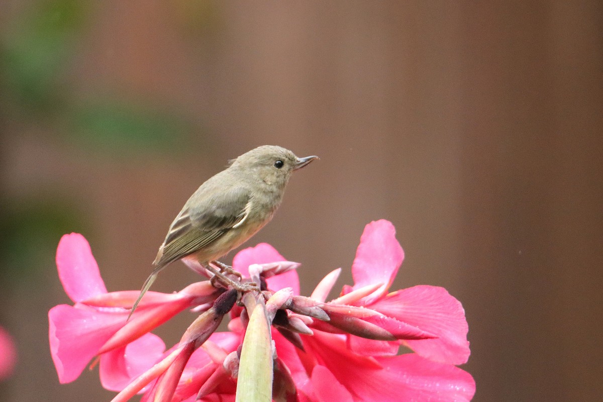 Квіткокол попелястий - ML652381086