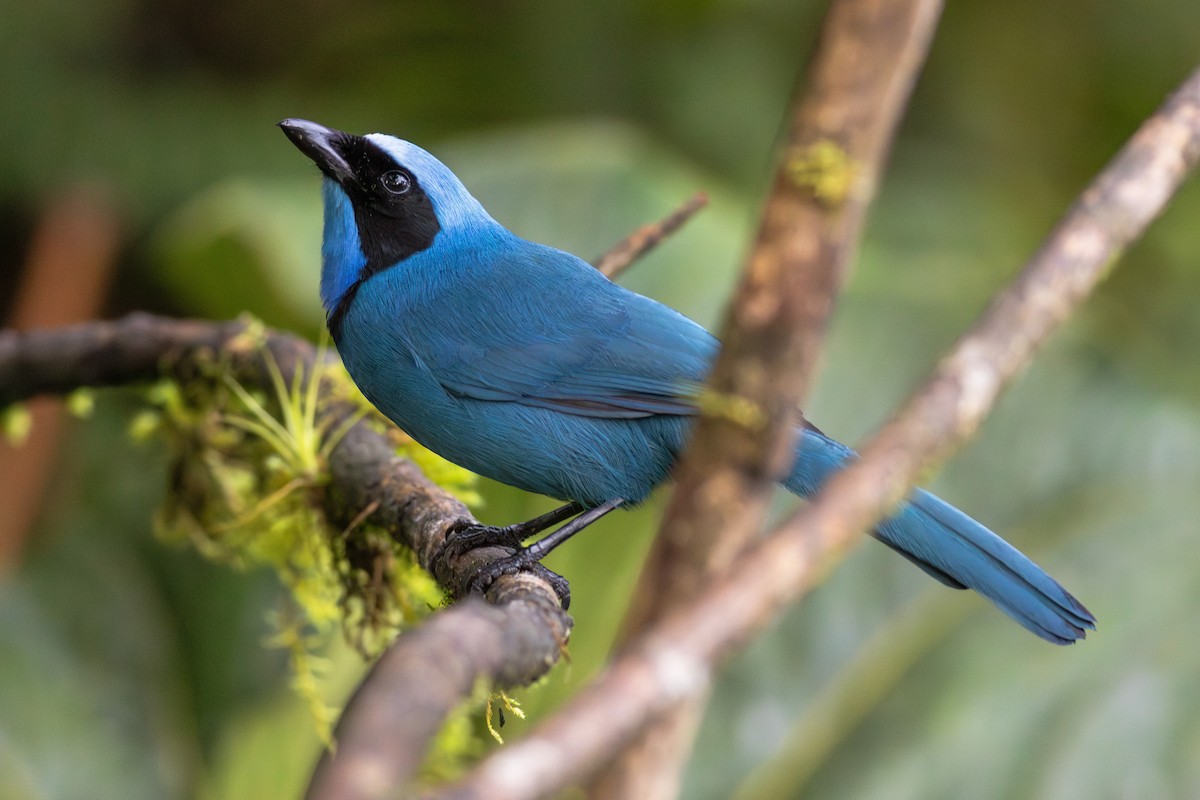 Turquoise Jay - ML652381106