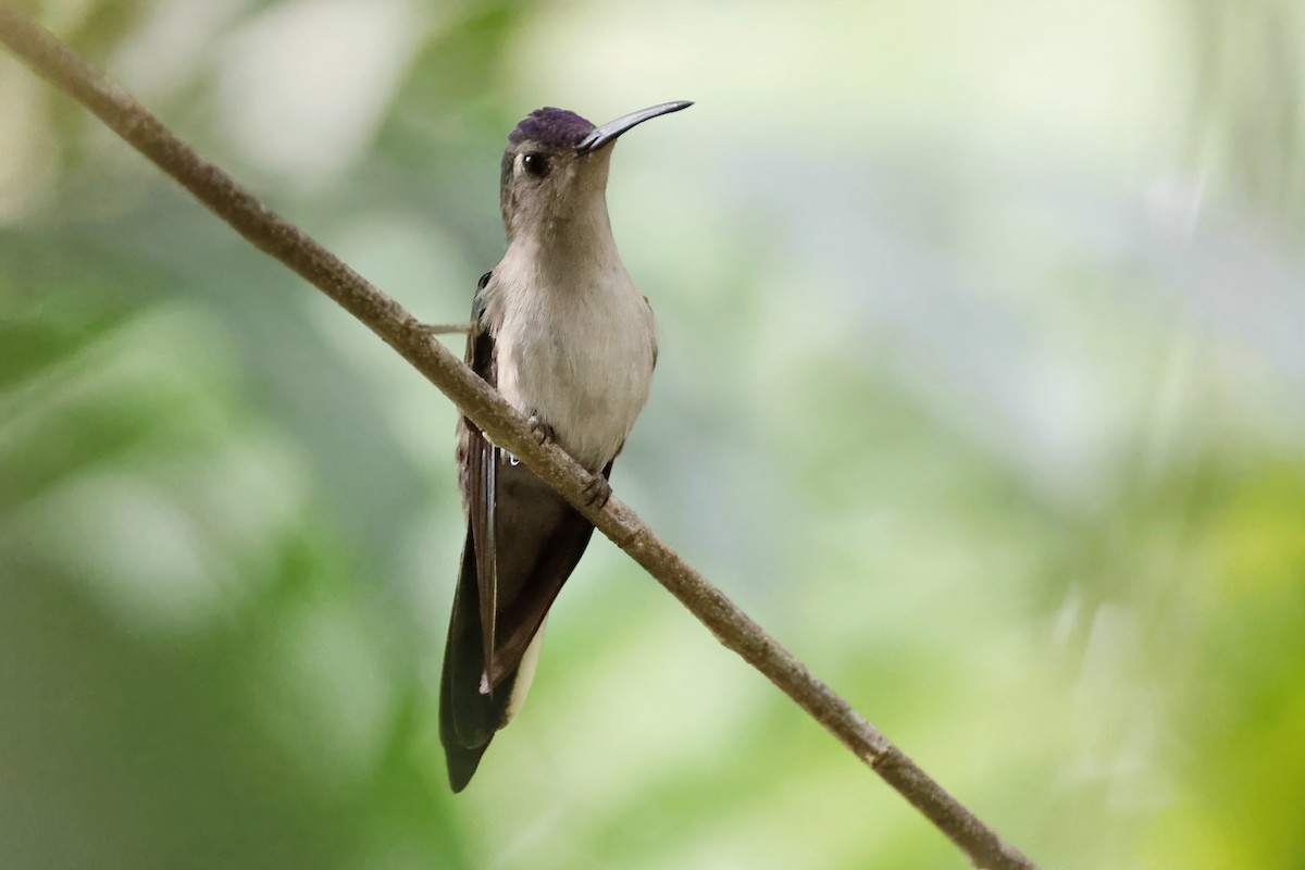 Colibrí Ruiseñor - ML652381163