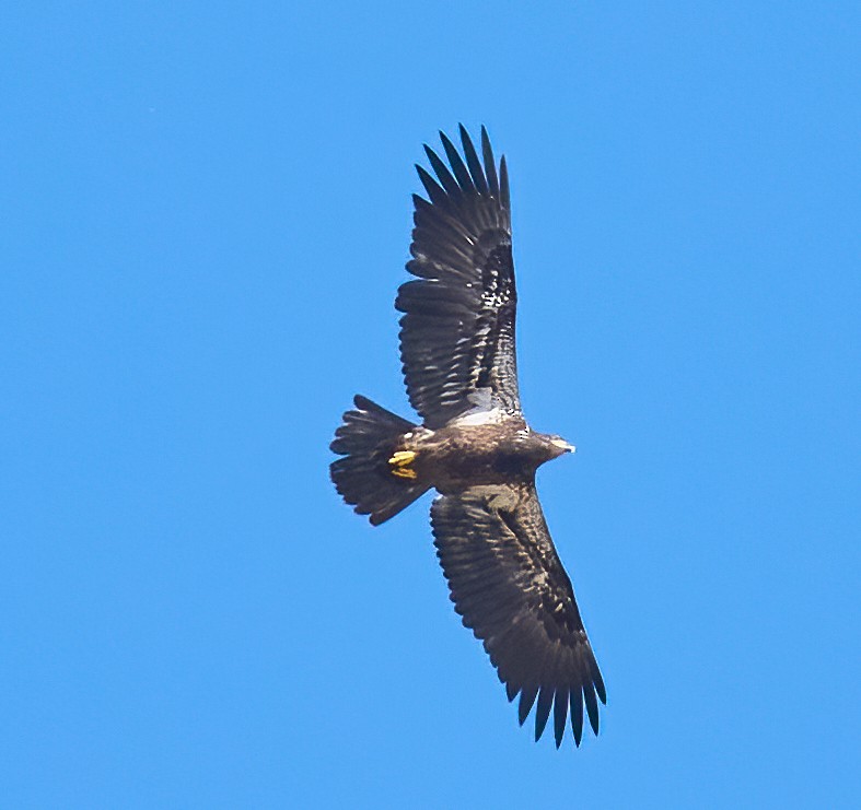 Bald Eagle - ML652381249