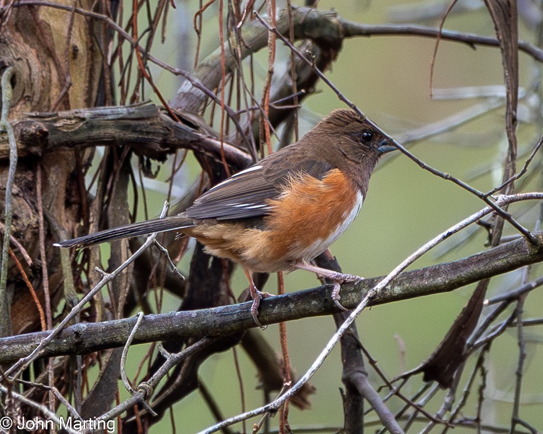 Красноглазый тохи - ML652381478