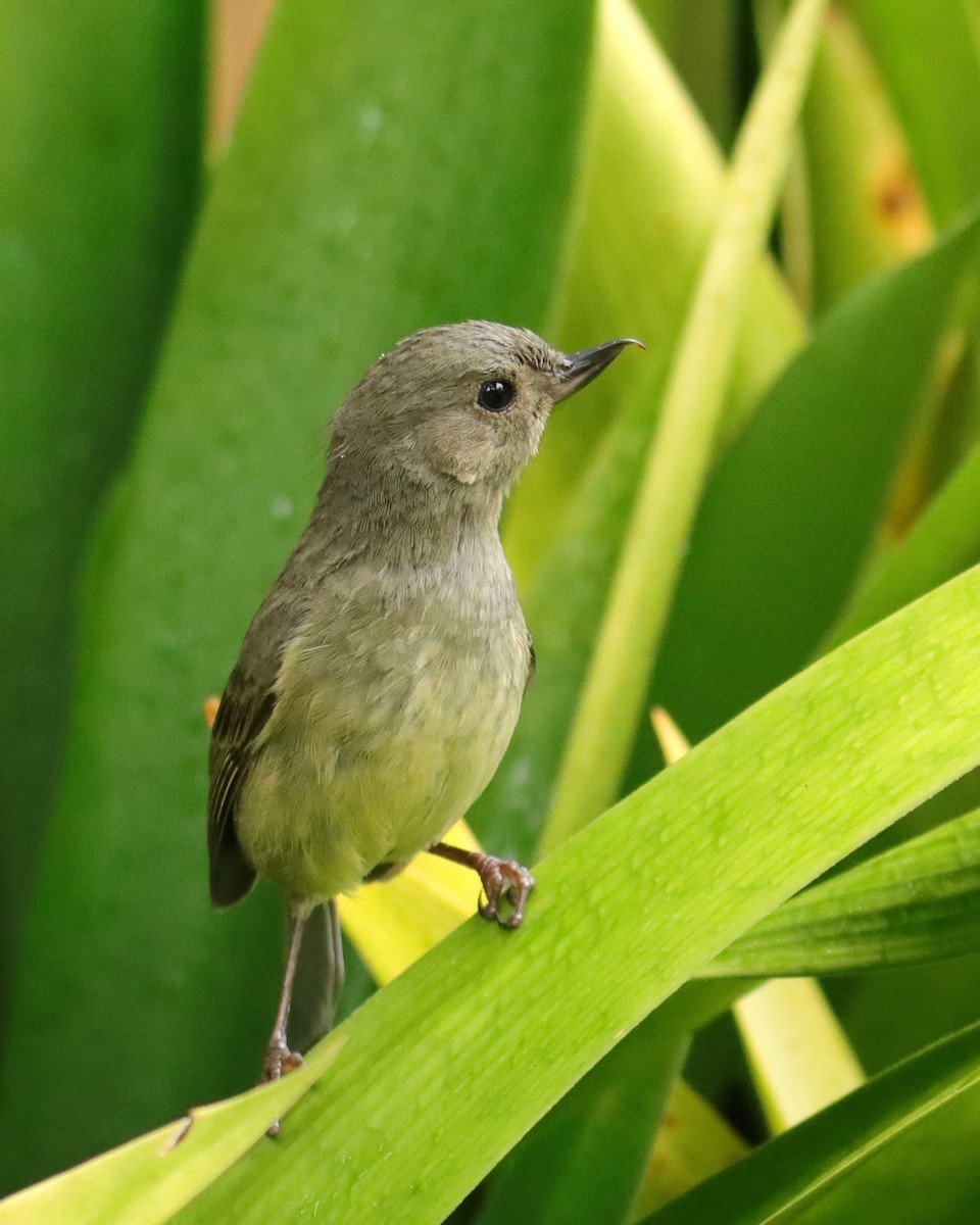 Квіткокол попелястий - ML652381621