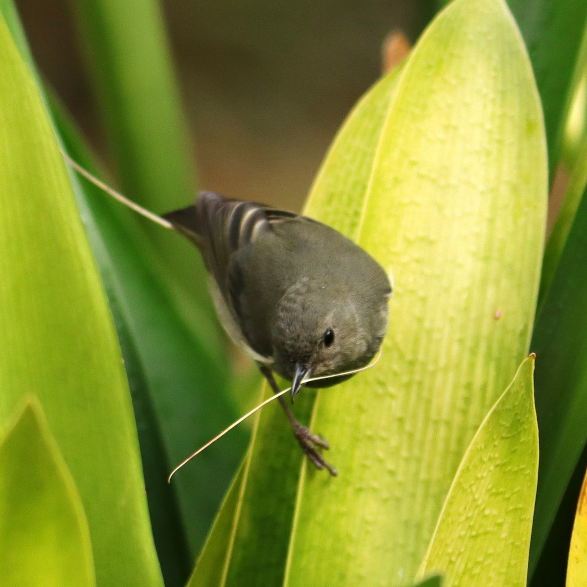 Квіткокол попелястий - ML652381622