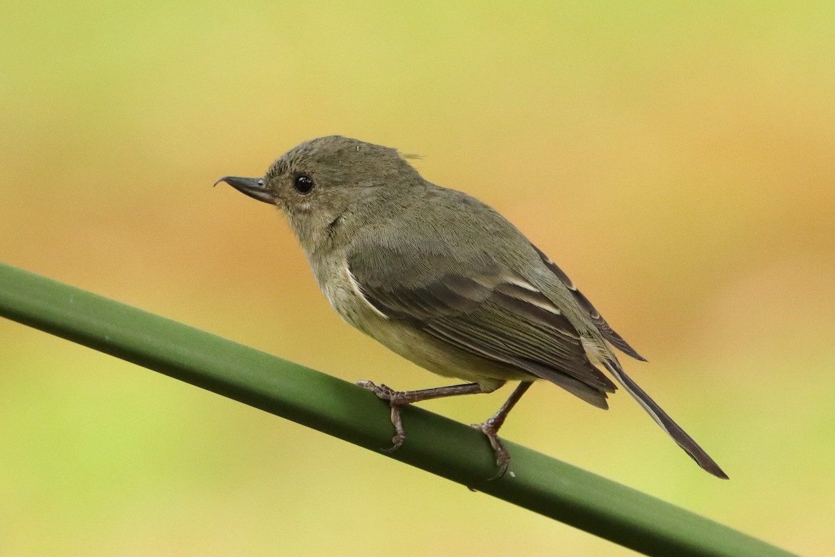 Квіткокол попелястий - ML652381623