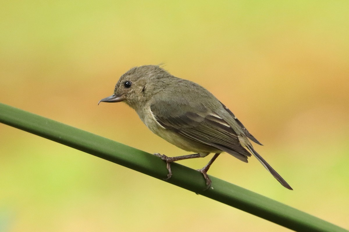 Квіткокол попелястий - ML652381624