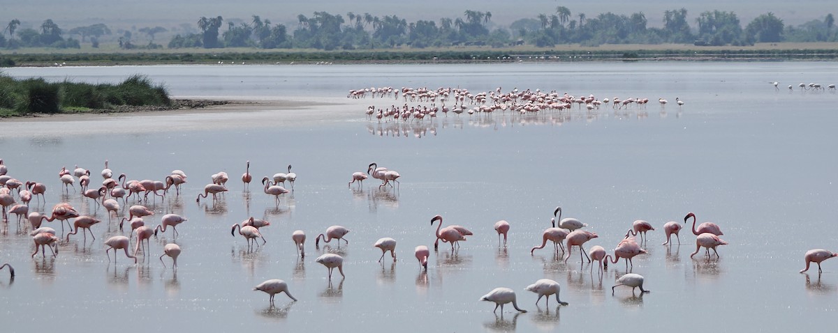 Lesser Flamingo - ML652381738