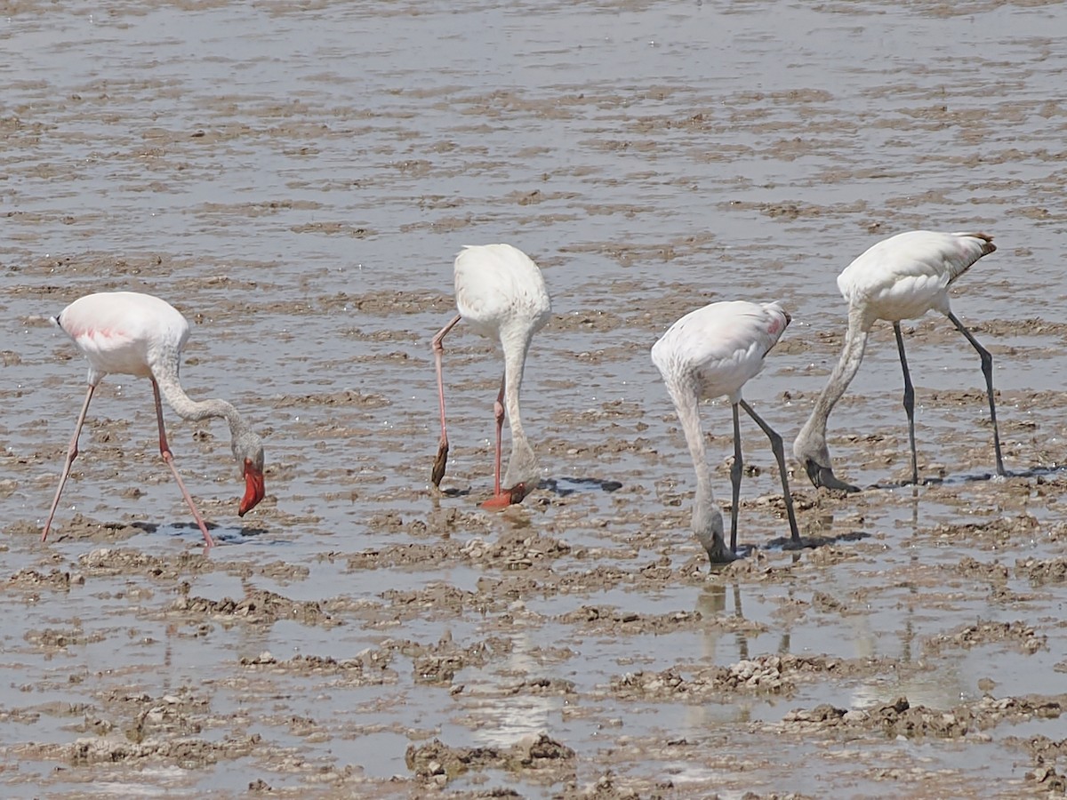 Lesser Flamingo - ML652381739